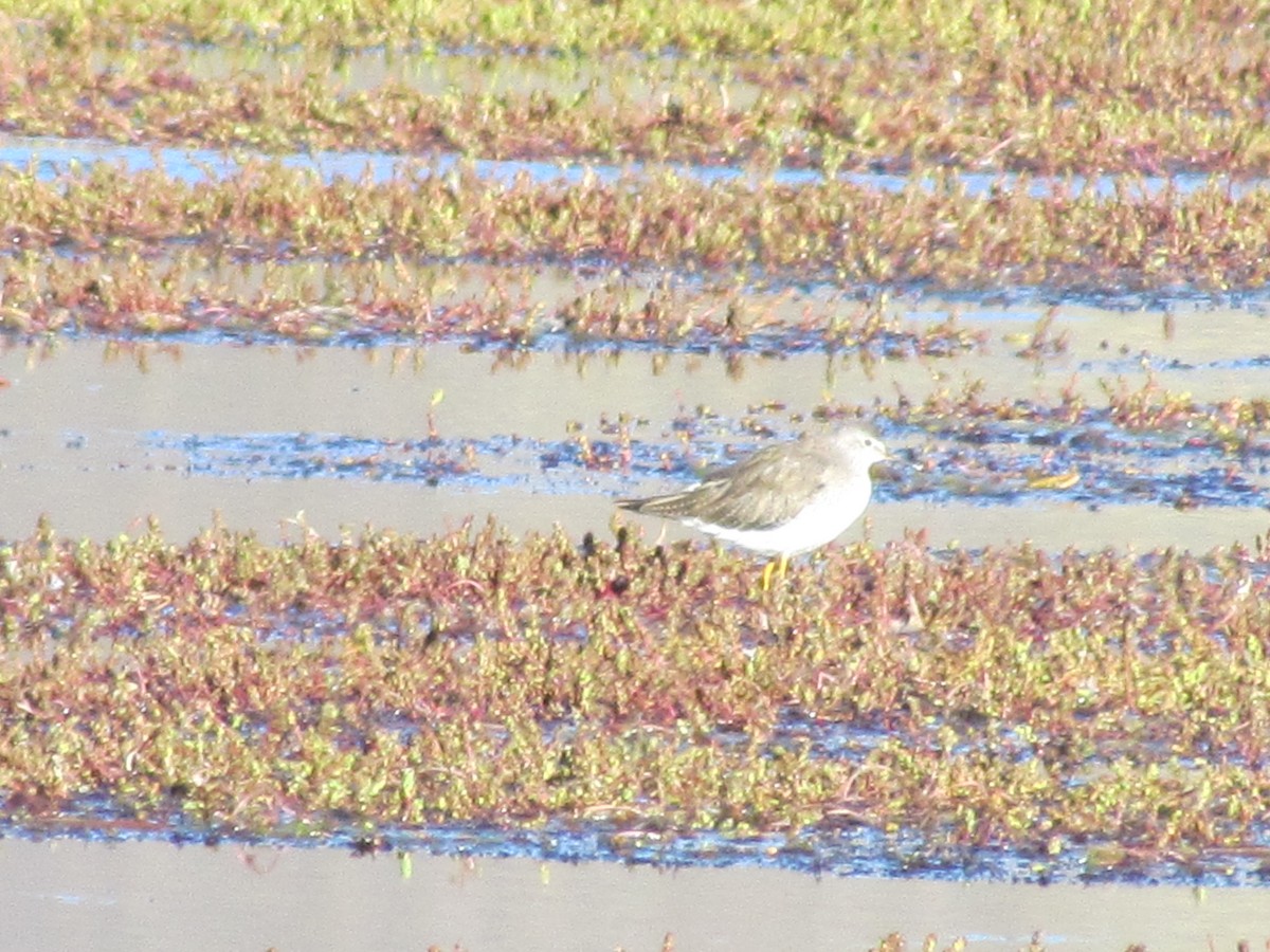 Lesser Yellowlegs - ML637276210
