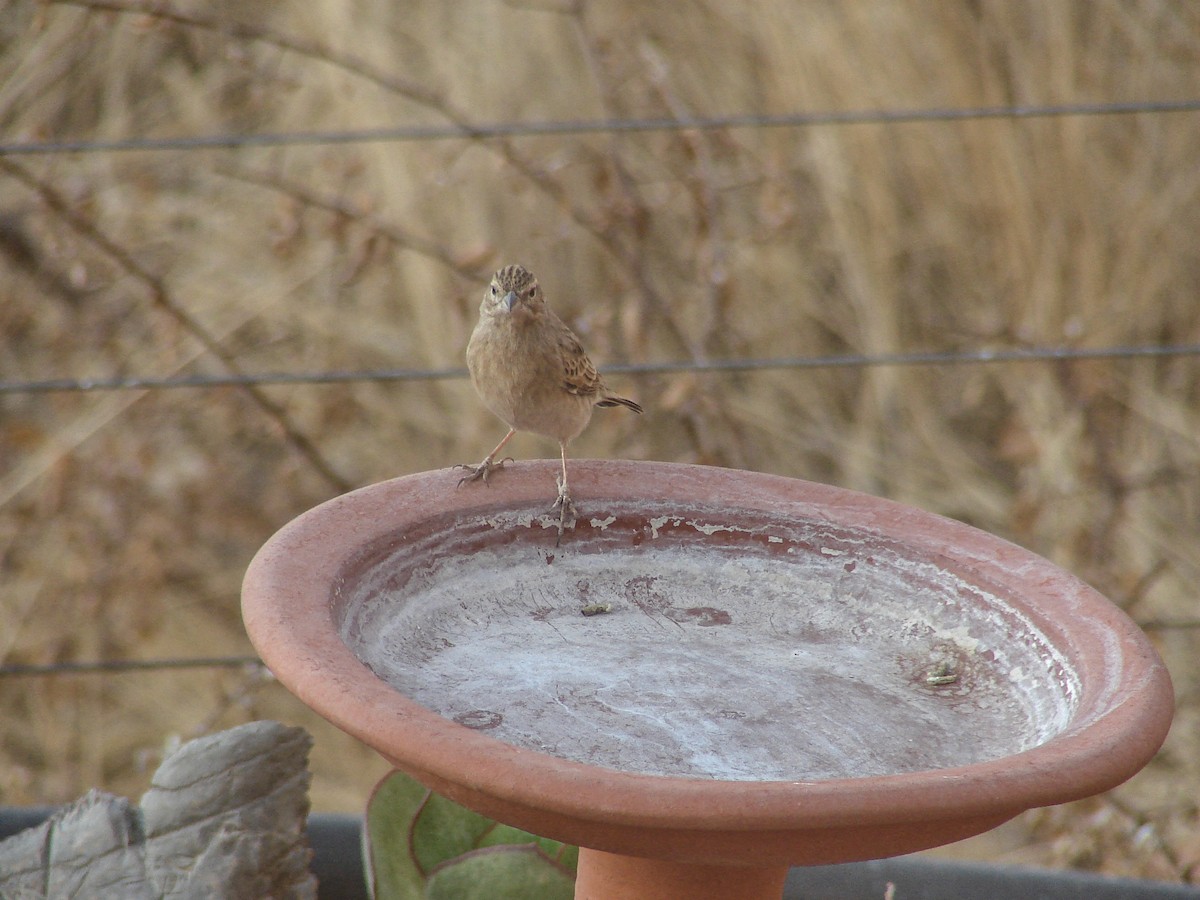 Lark-like Bunting - ML637276211