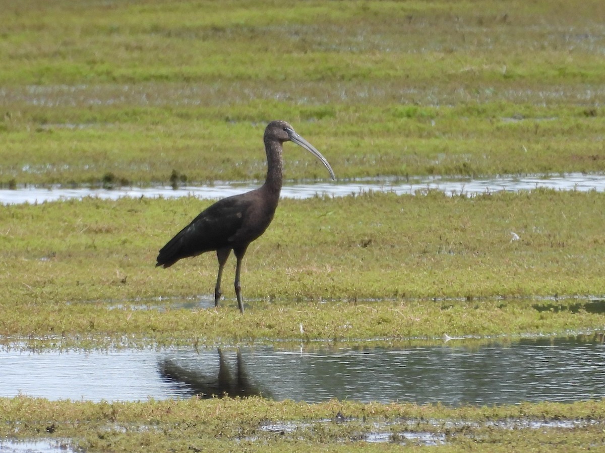 ibis hnědý - ML637276225