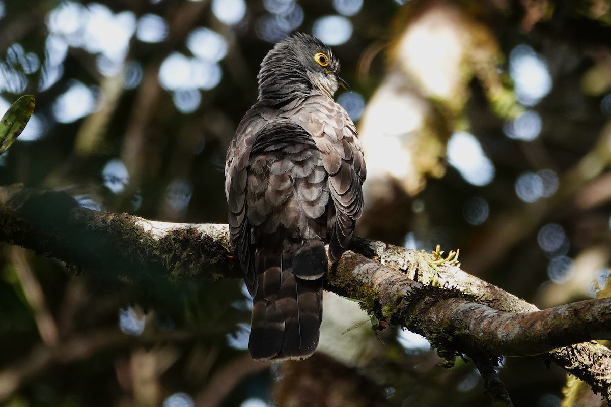 Dark Hawk-Cuckoo - ML637276240
