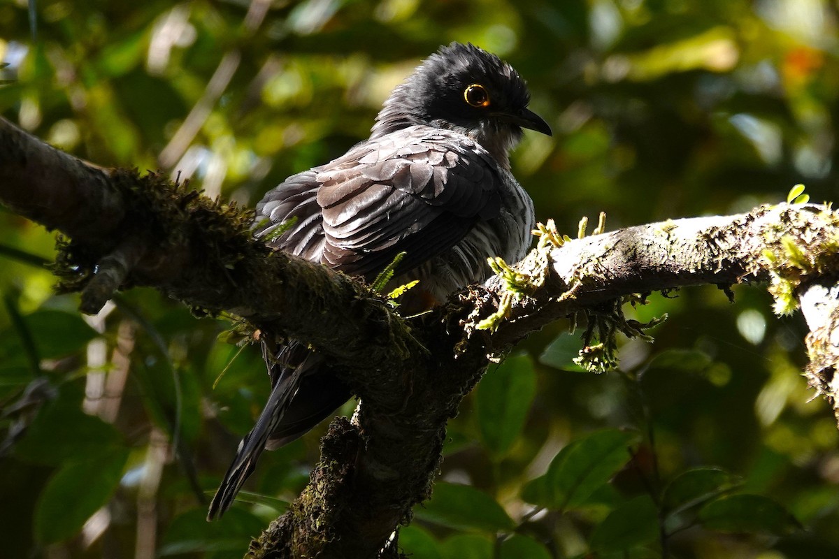 Dark Hawk-Cuckoo - ML637276241