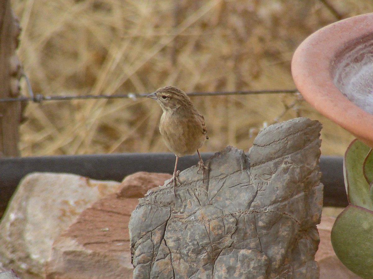 Lark-like Bunting - ML637276254