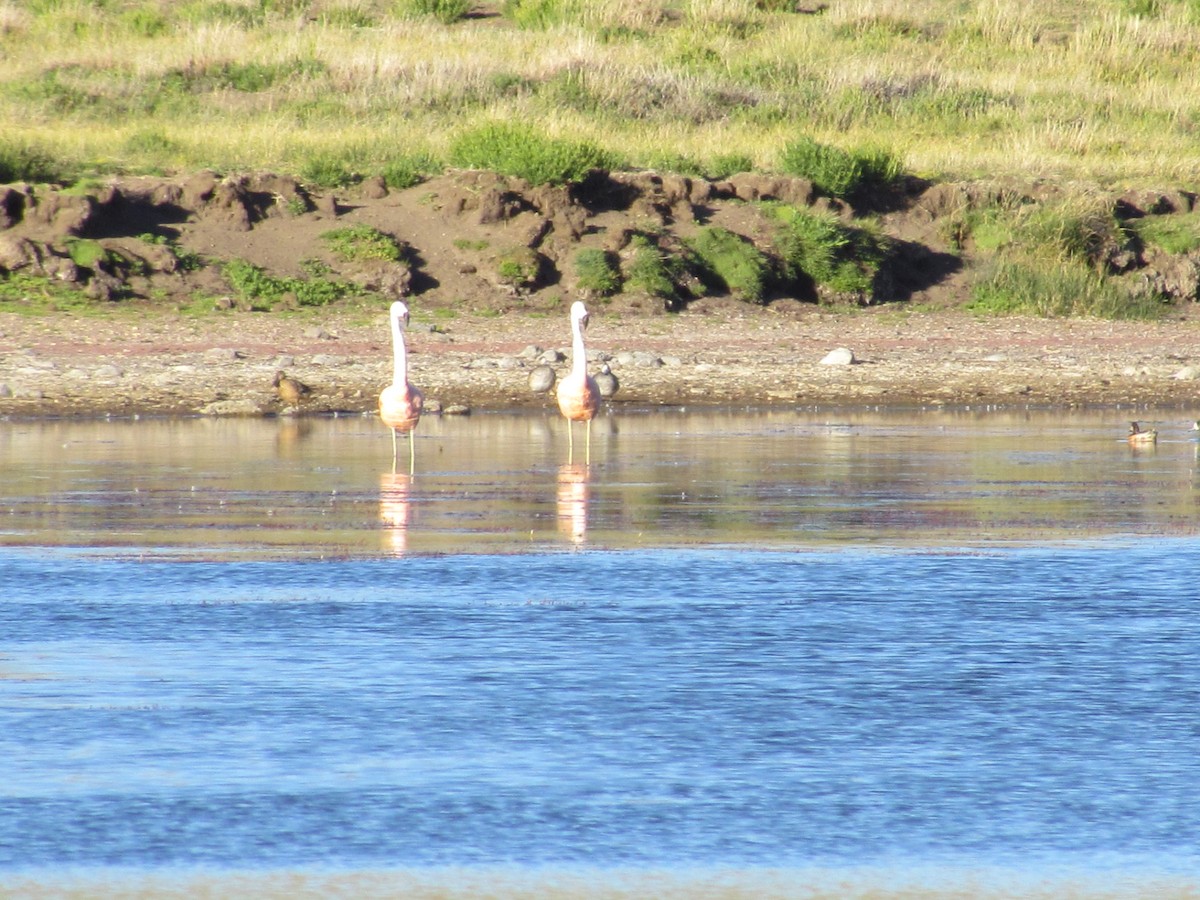 Chilean Flamingo - ML637276293