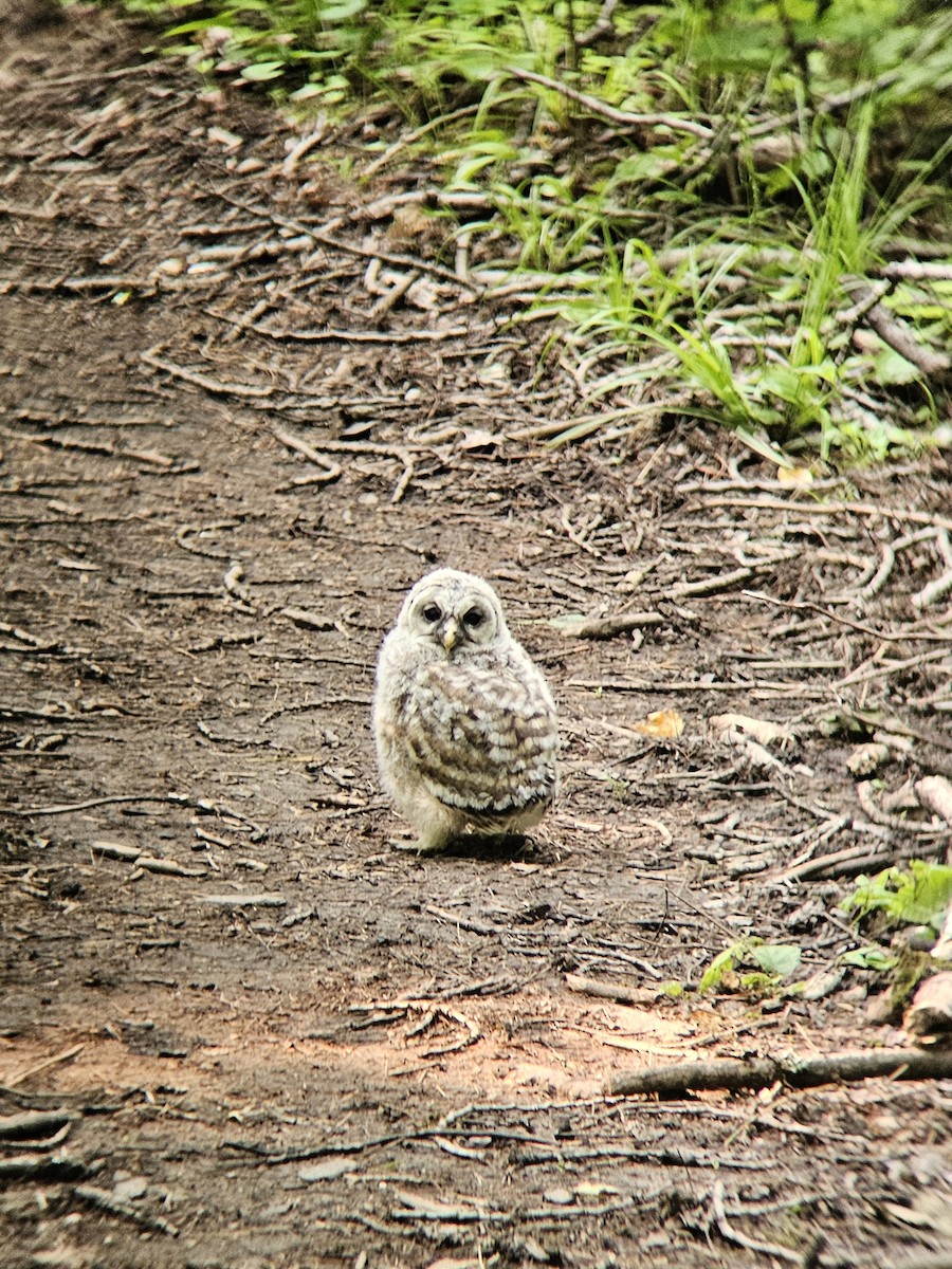 Barred Owl - ML637276305
