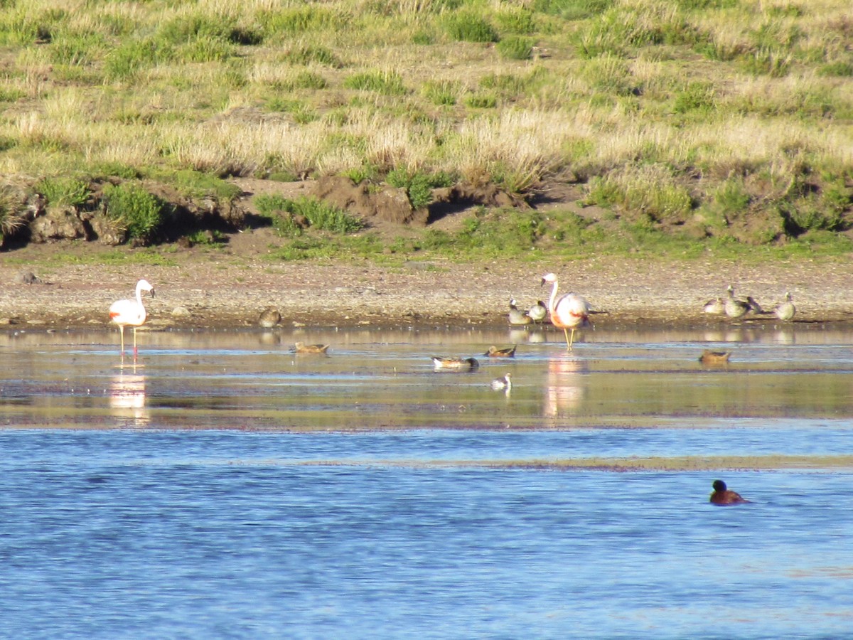 Chilean Flamingo - ML637276321