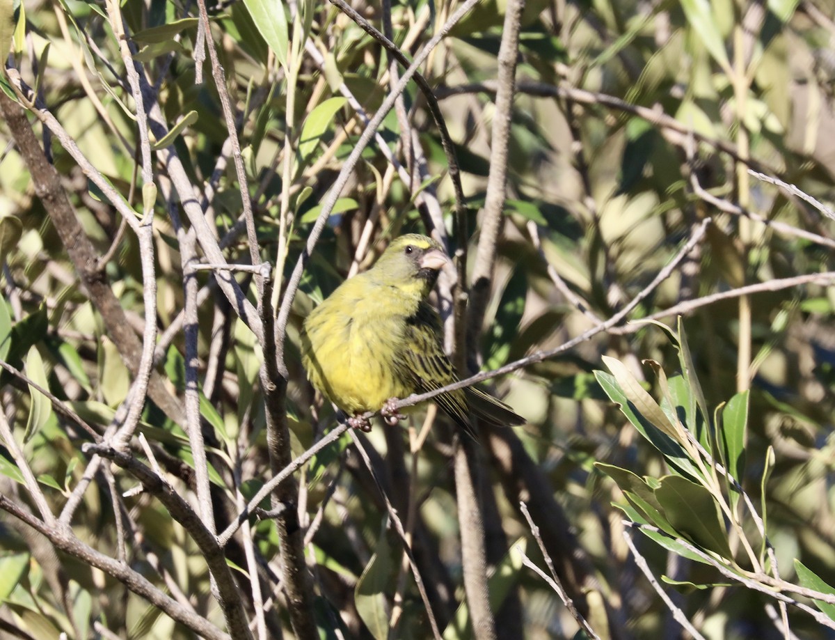 Forest Canary - ML637276324