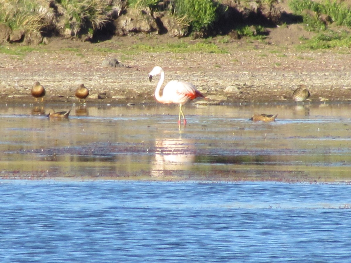 Chilean Flamingo - ML637276366