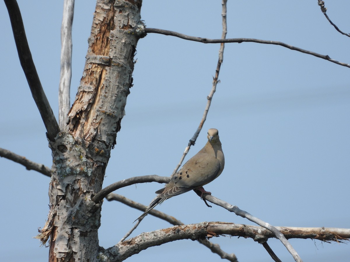 Mourning Dove - ML637276381