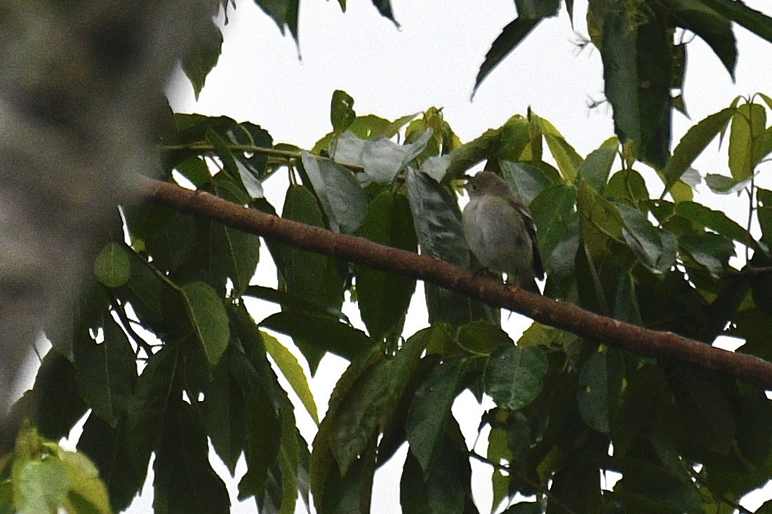 White-crested Elaenia - ML637276386