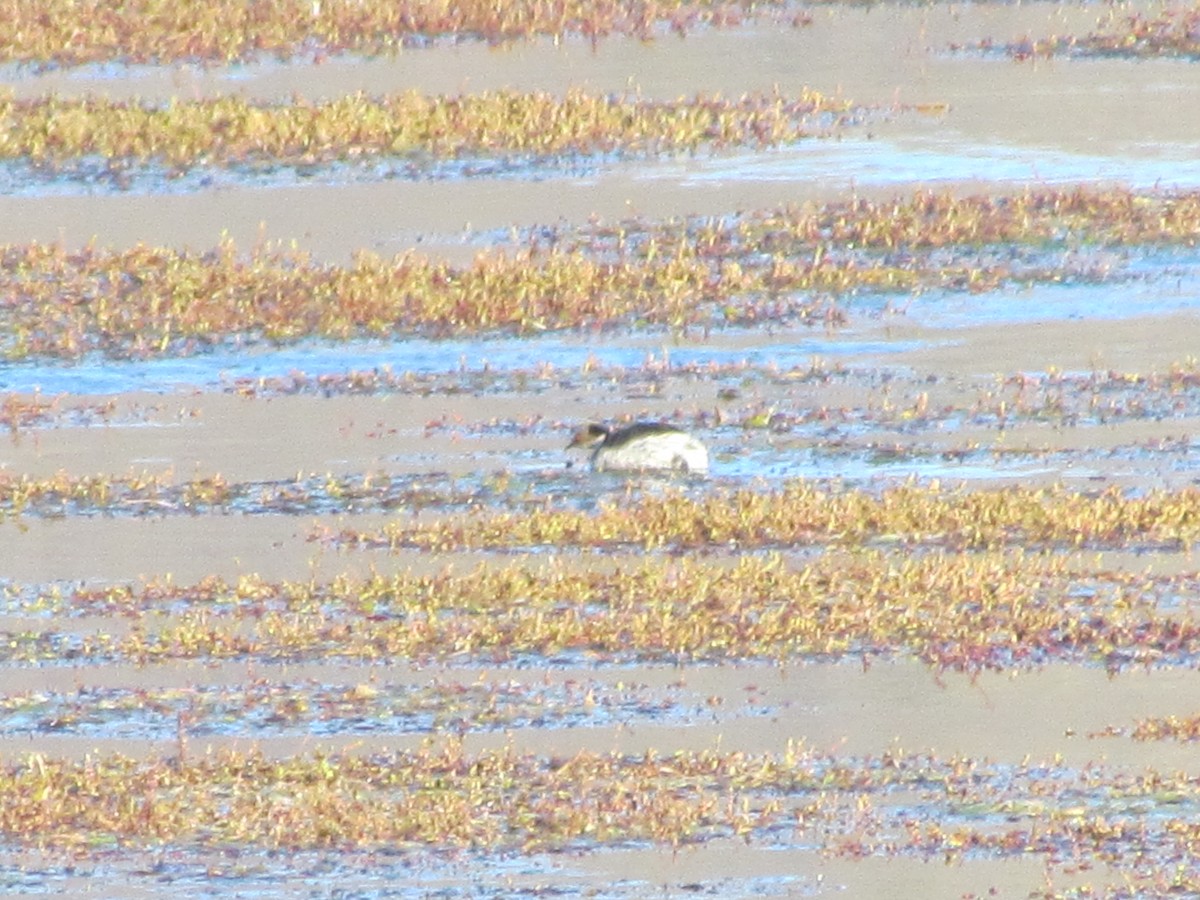 Silvery Grebe - ML637276400