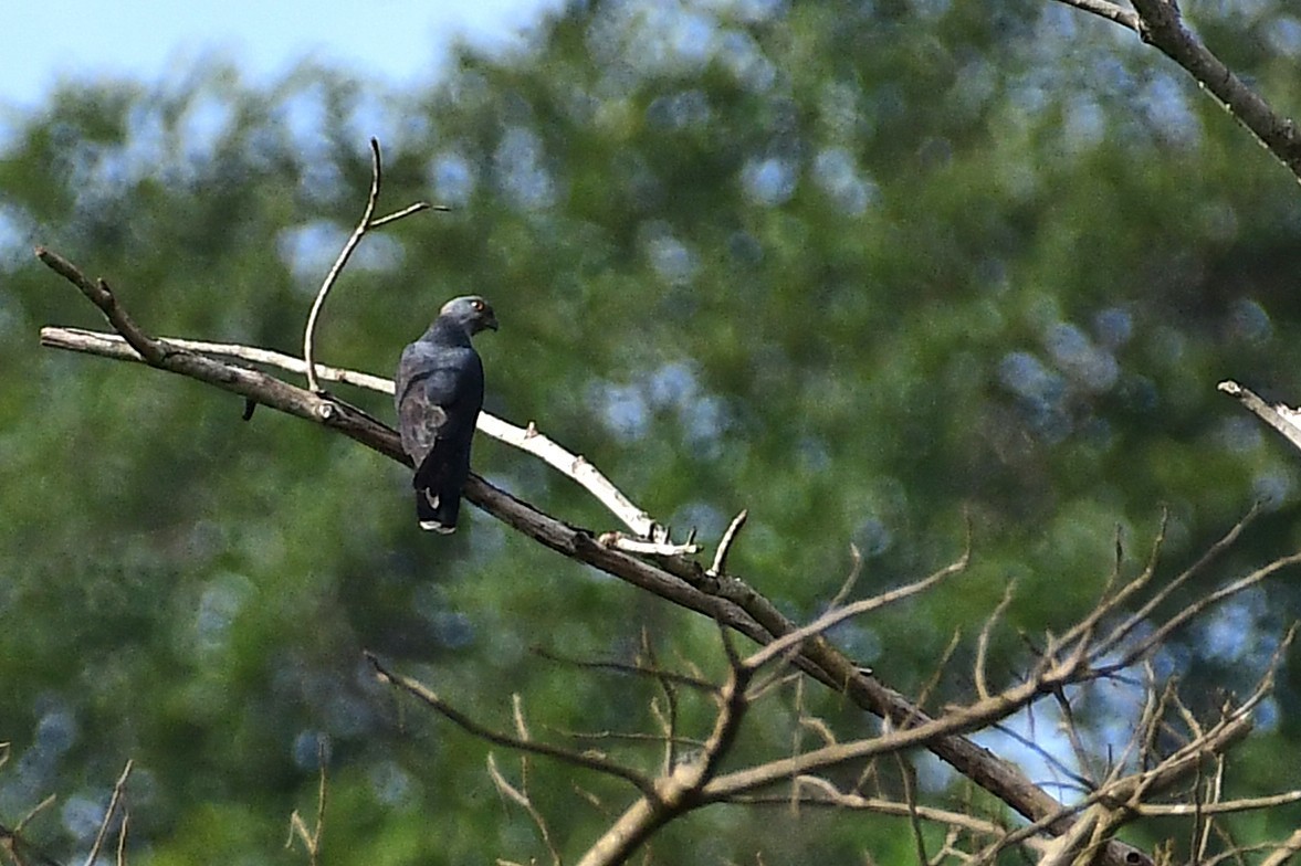 African Cuckoo-Hawk - ML637276427