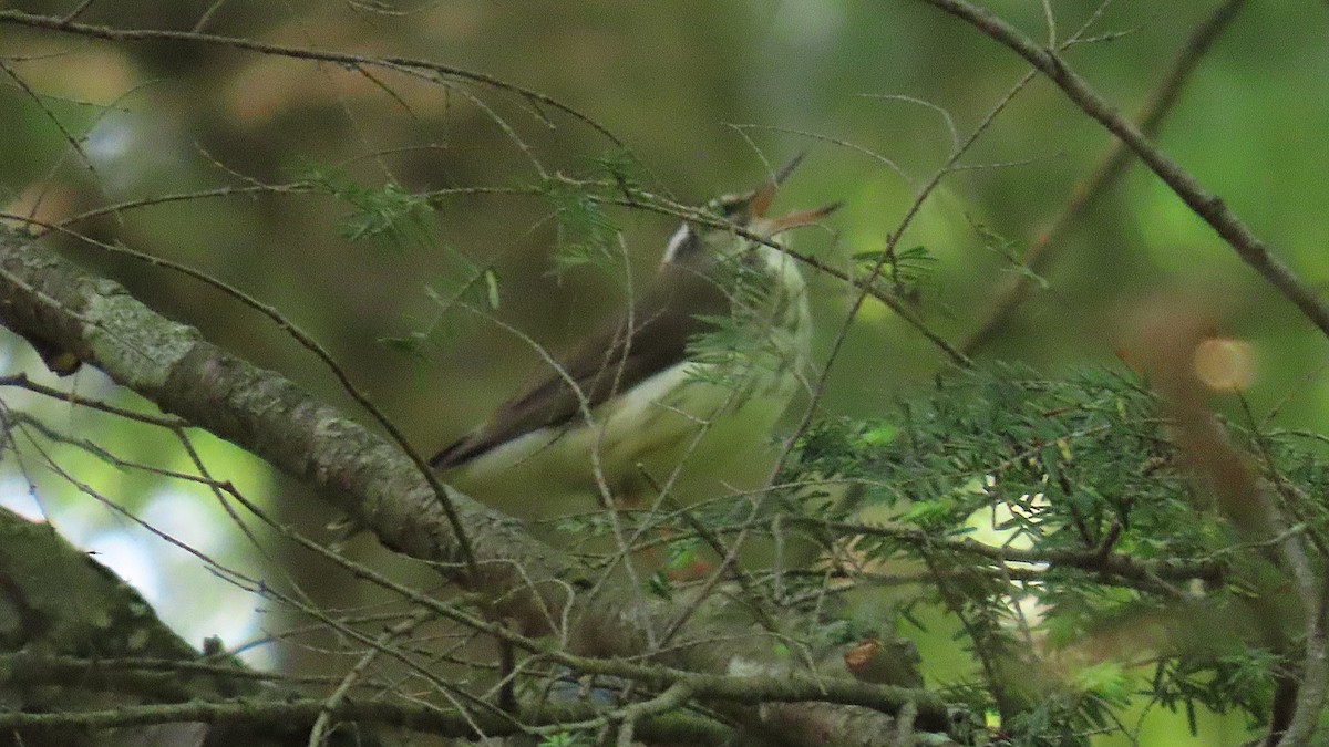 Louisiana Waterthrush - ML637276430