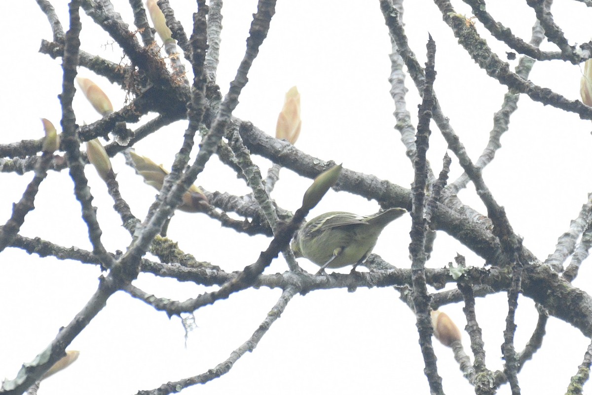 Wing-barred Piprites - ML637276435