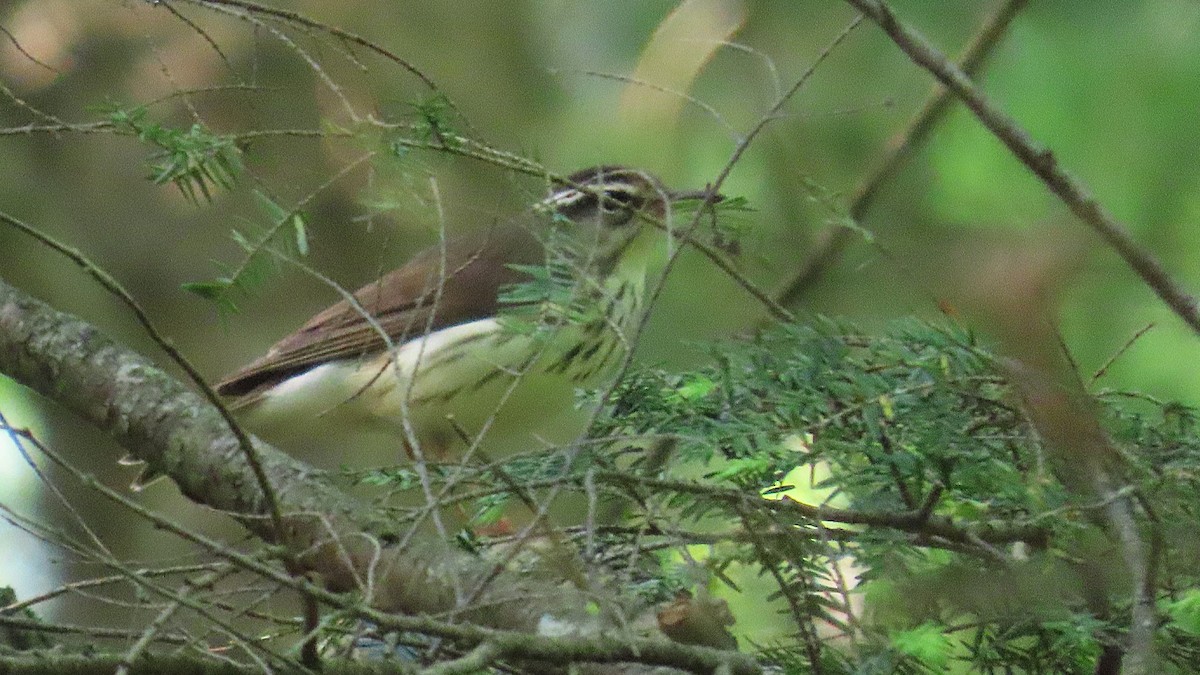 Louisiana Waterthrush - ML637276441