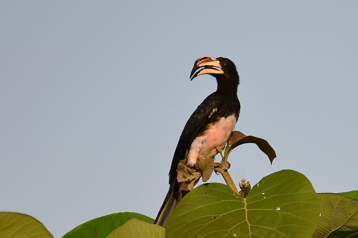 West African Pied Hornbill - ML637276443