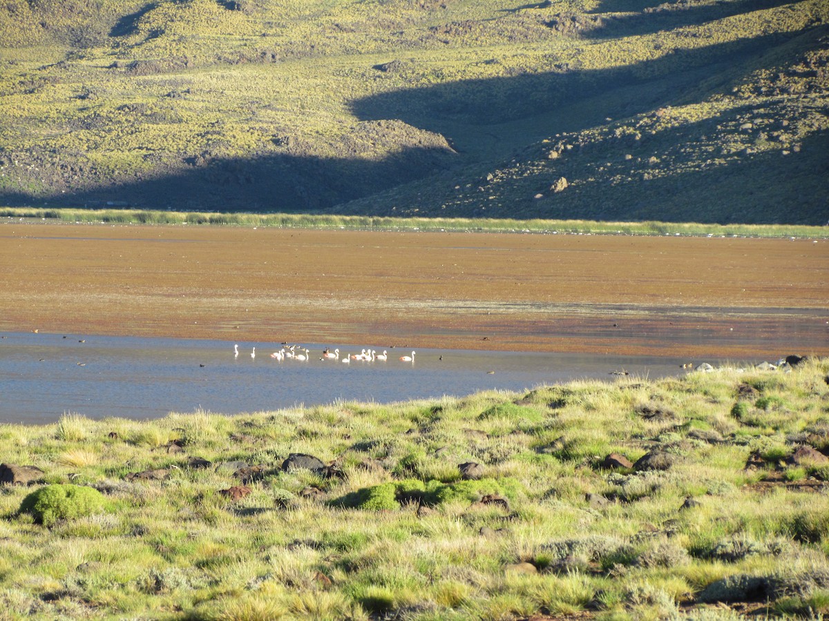 Chilean Flamingo - ML637276446