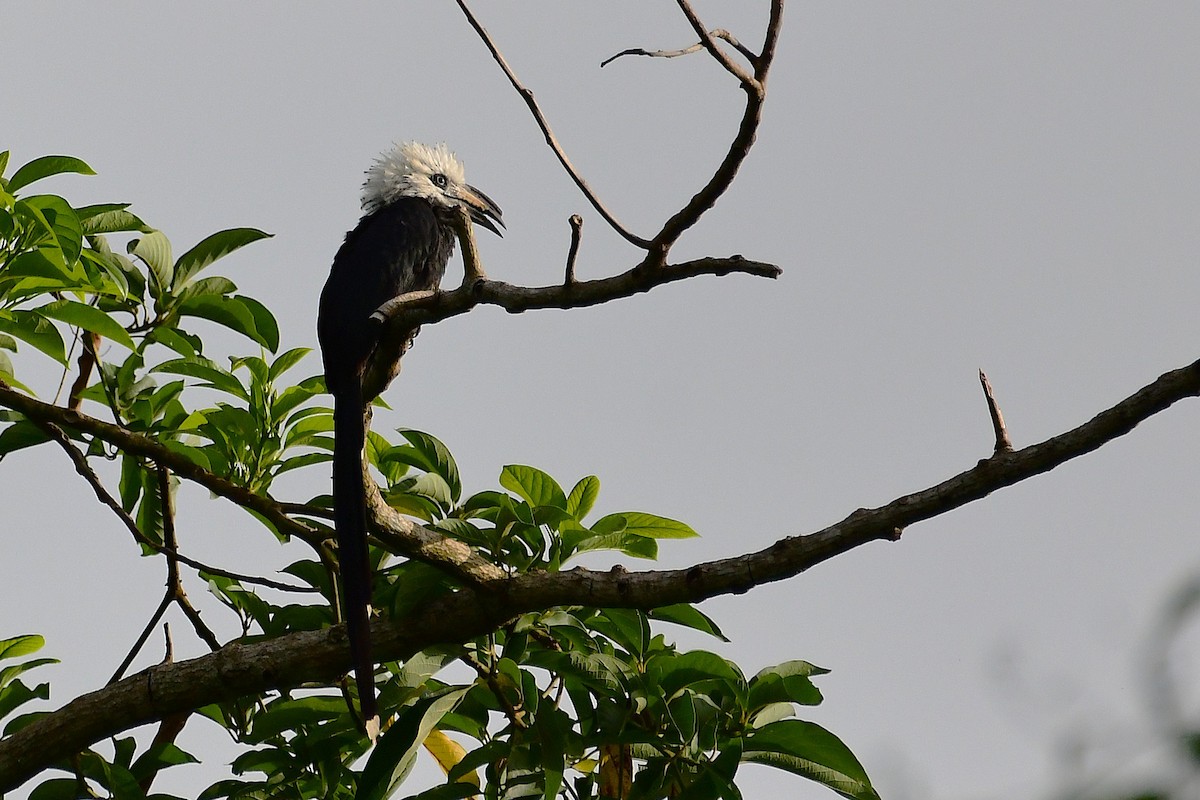 Western Long-tailed Hornbill - ML637276458