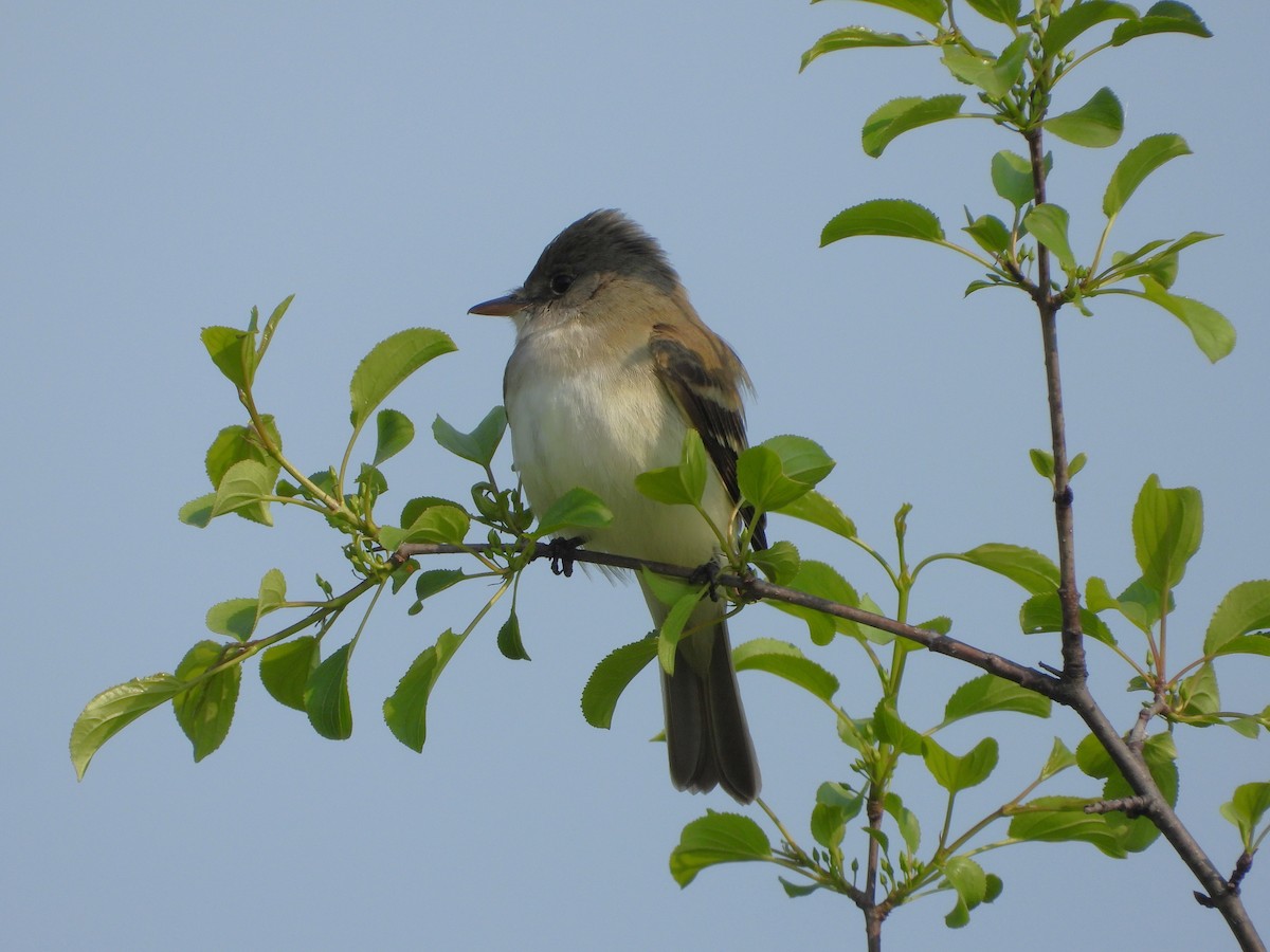 Willow Flycatcher - ML637276484