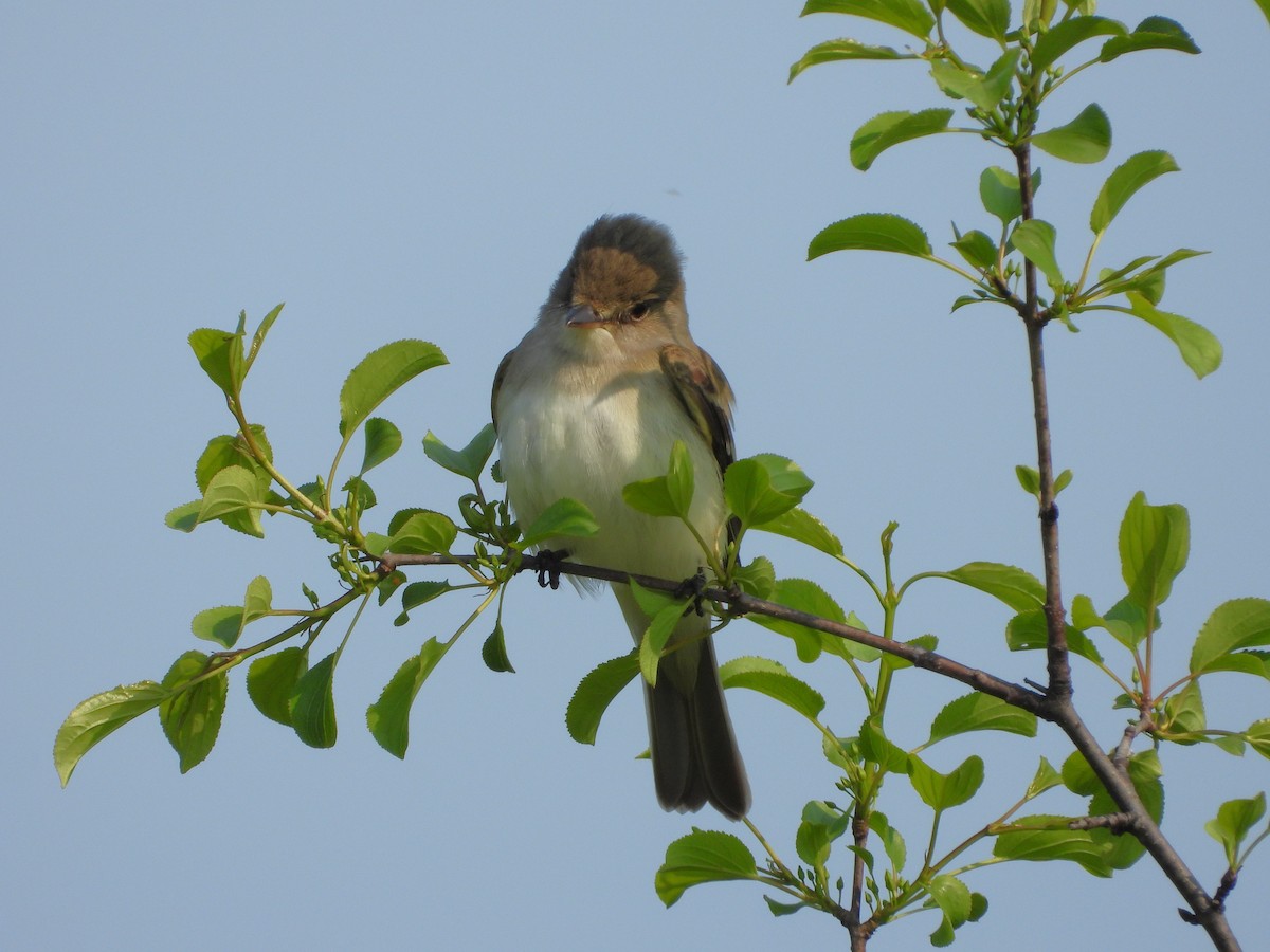 Willow Flycatcher - ML637276485