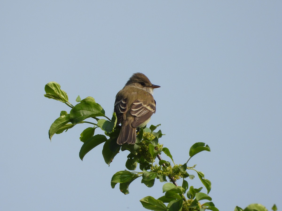 Willow Flycatcher - ML637276487