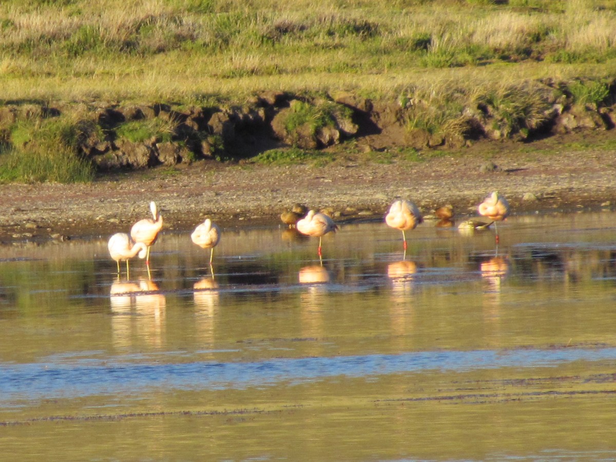 Chilean Flamingo - ML637276500