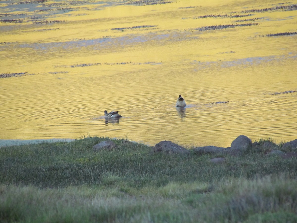Crested Duck - ML637276553