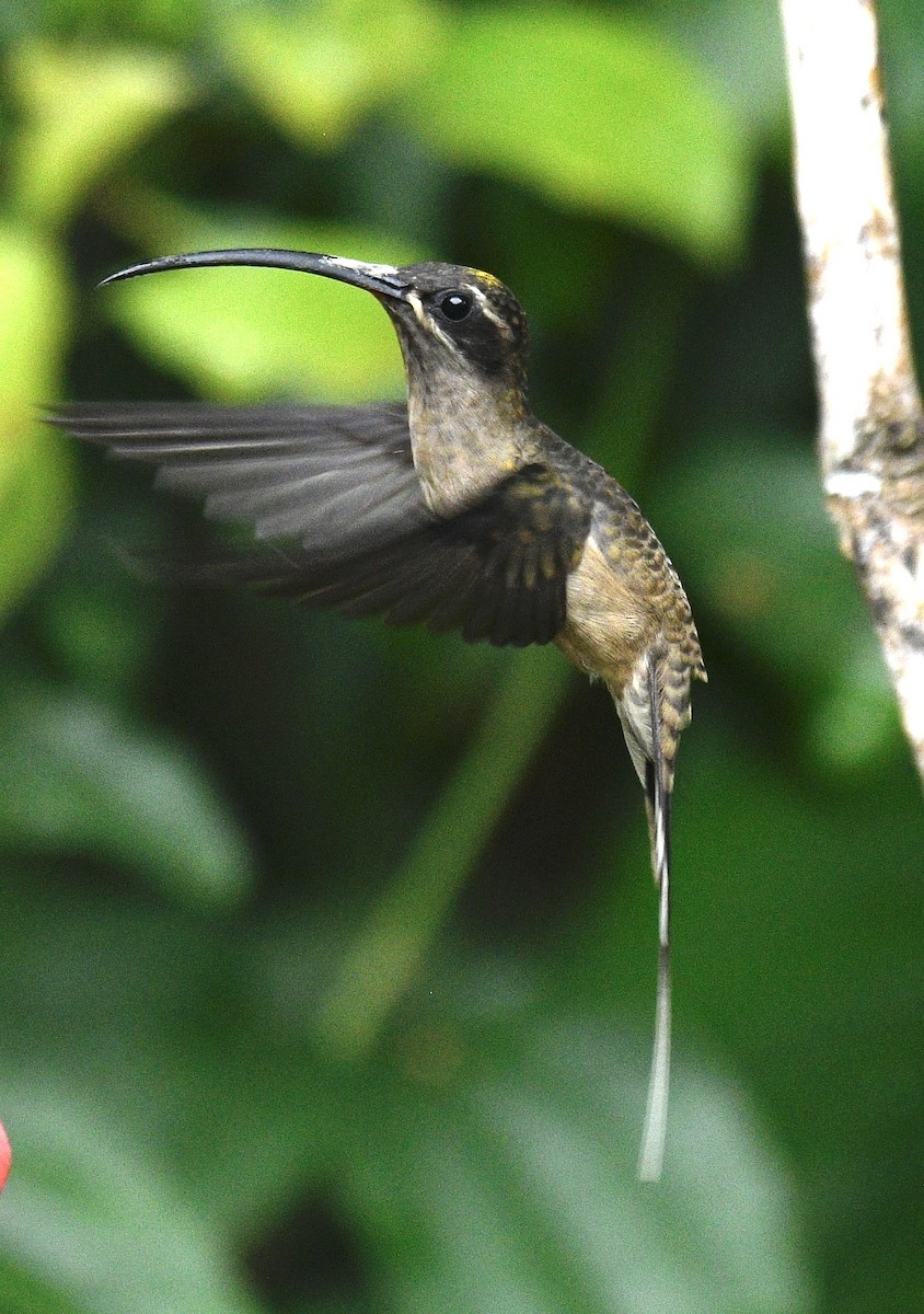 Great-billed Hermit - ML637276607