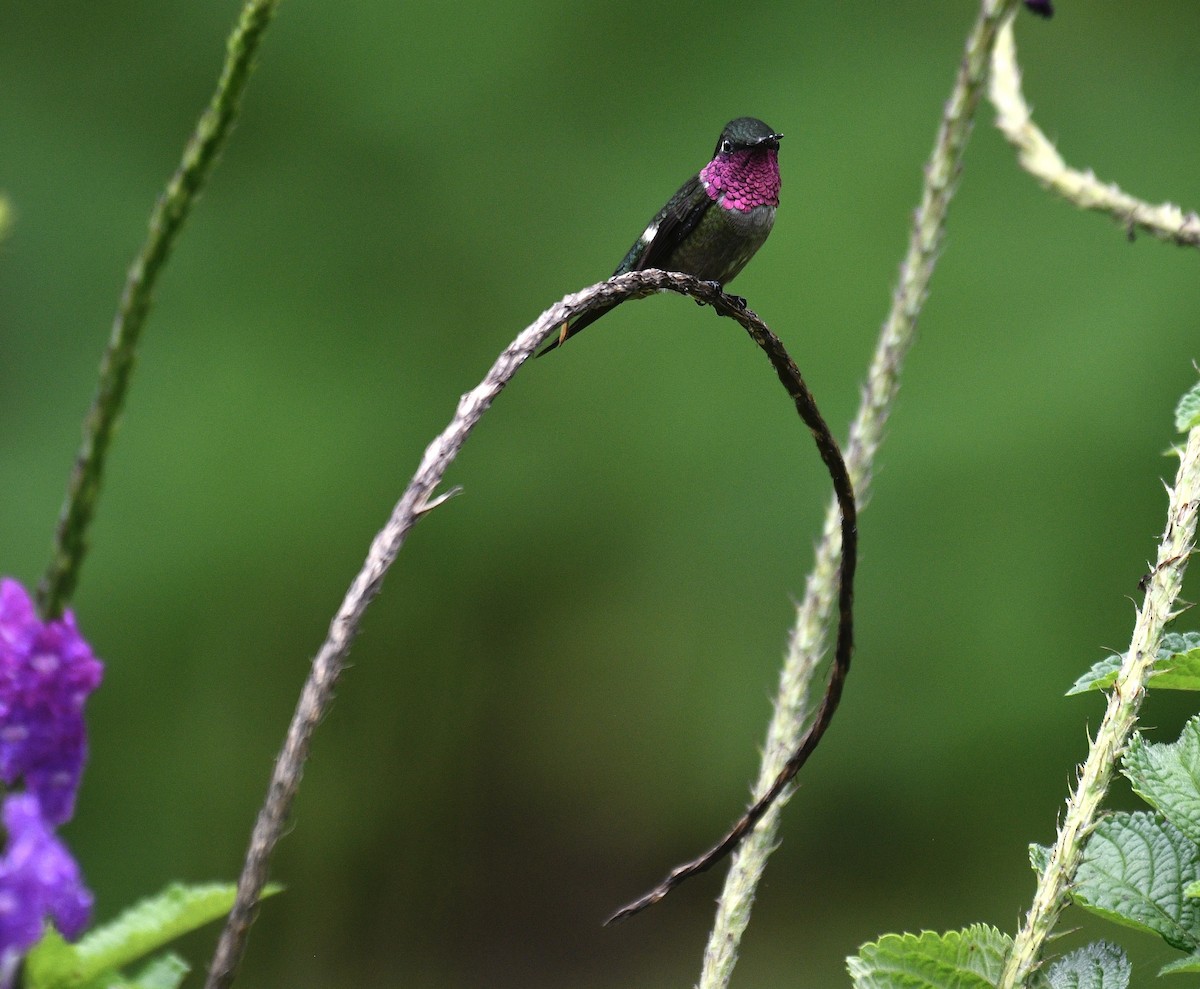Amethyst Woodstar - ML637276667