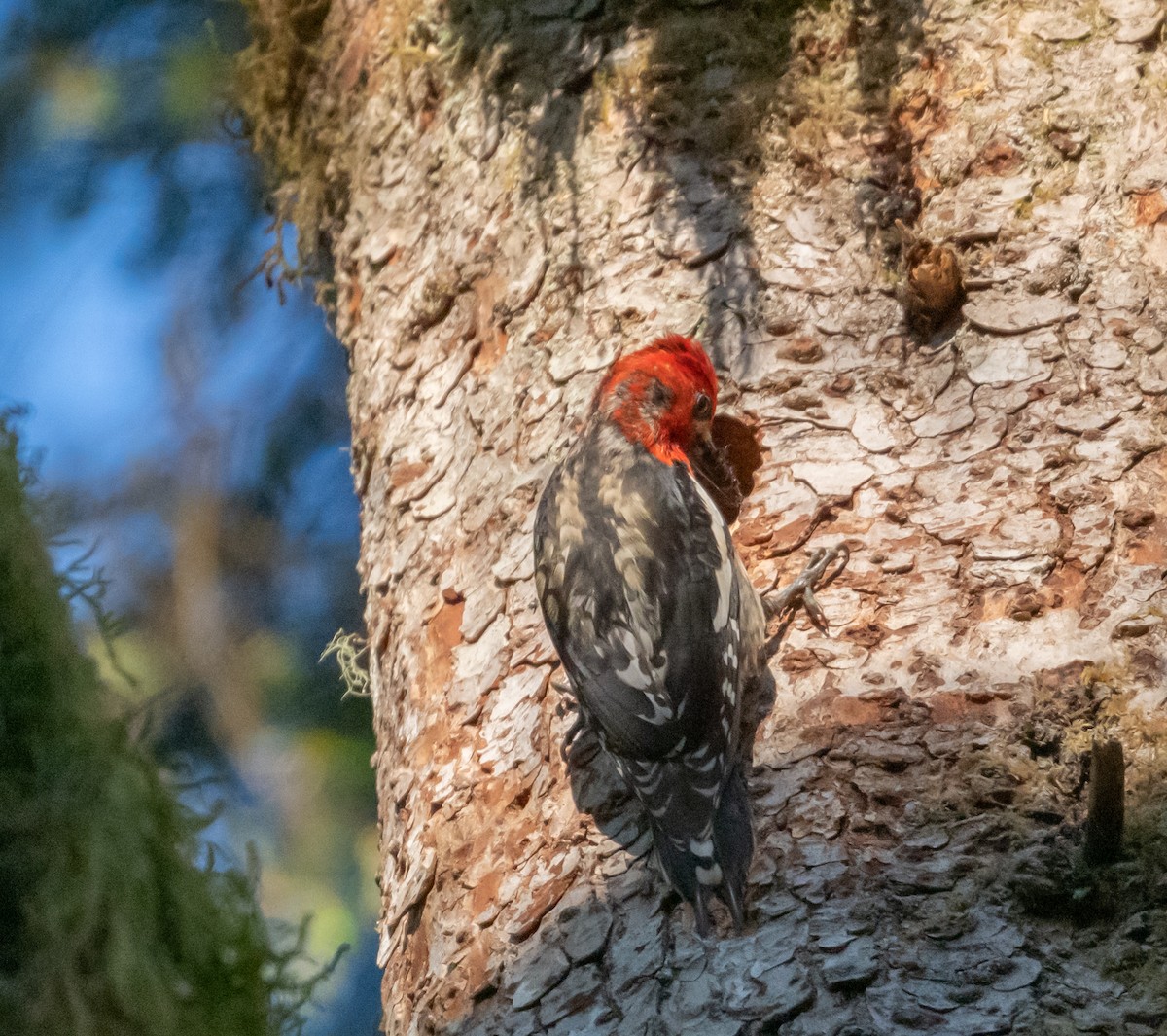 datel červenoprsý - ML637276837