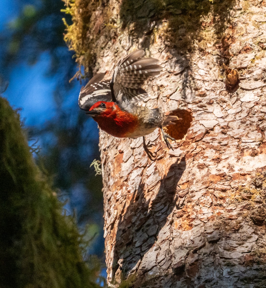 datel červenoprsý - ML637276838