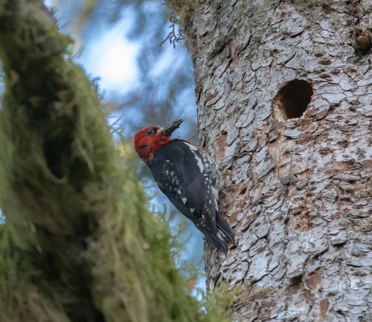 datel červenoprsý - ML637276839