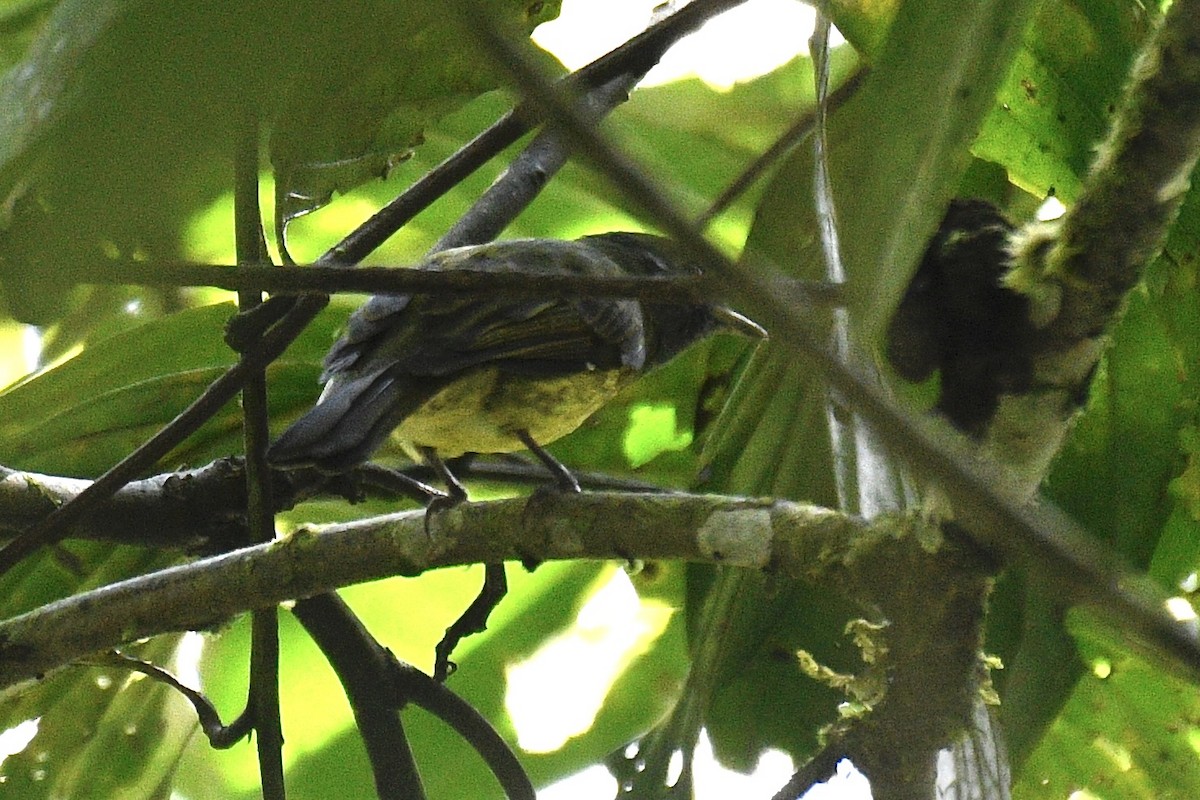 Olive-striped Flycatcher - ML637276863