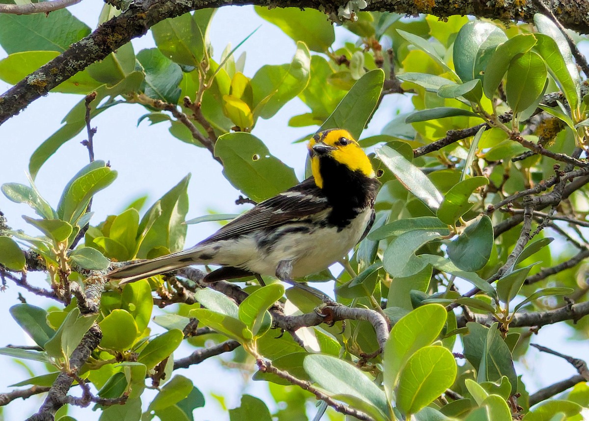 Golden-cheeked Warbler - ML637276867