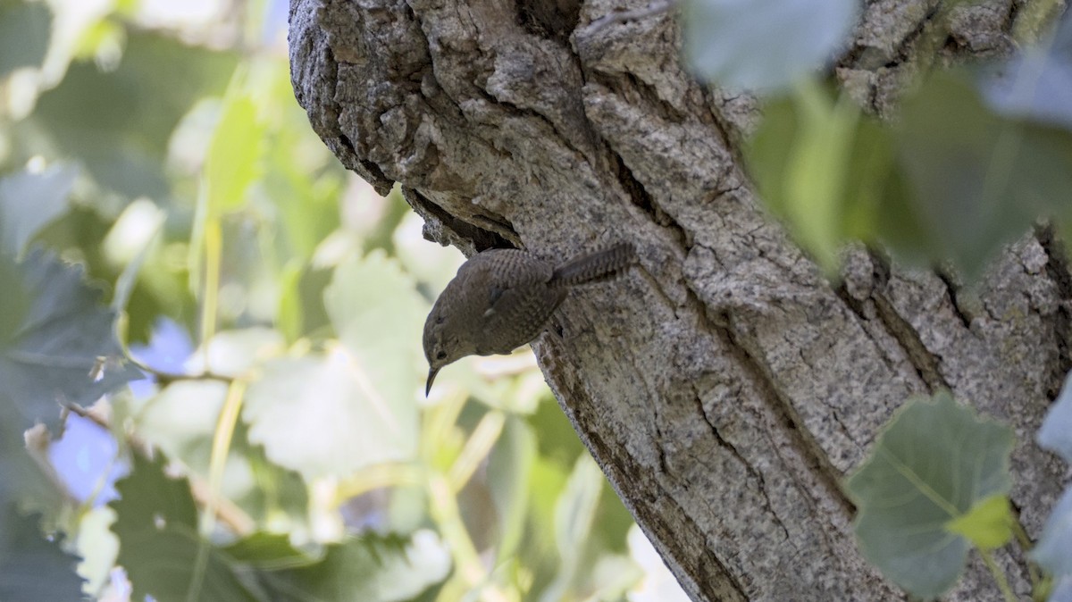 Northern House Wren - ML637276897