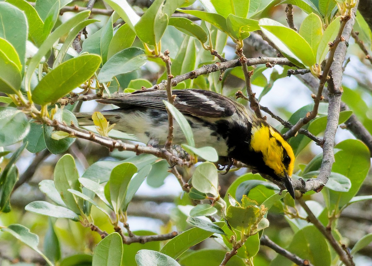 Golden-cheeked Warbler - ML637276898