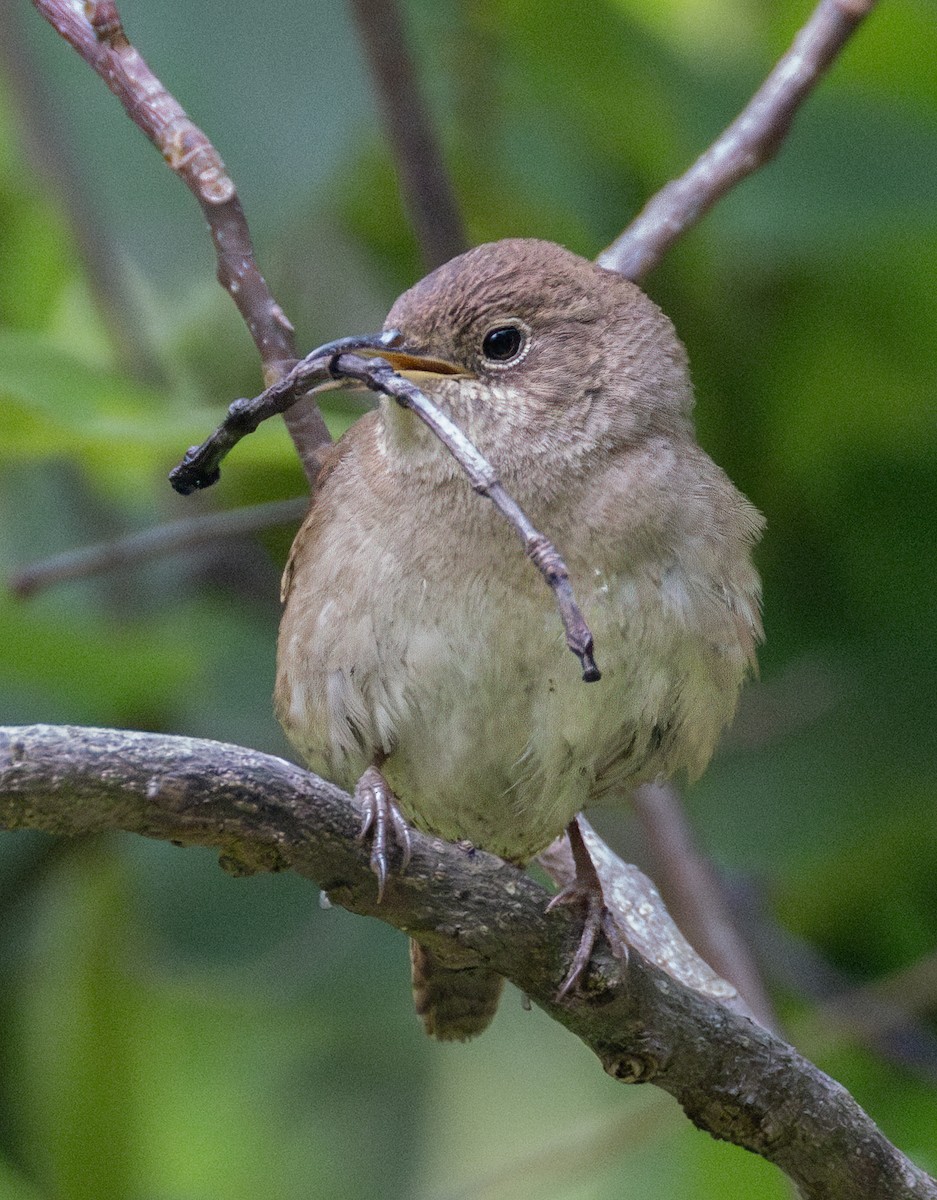 Northern House Wren - ML637277045