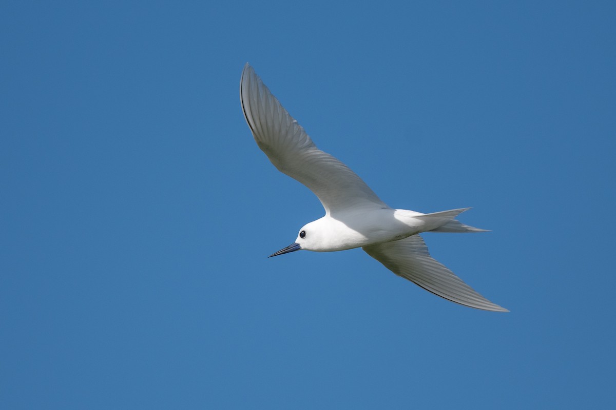 Blue-billed White-Tern - ML637277058