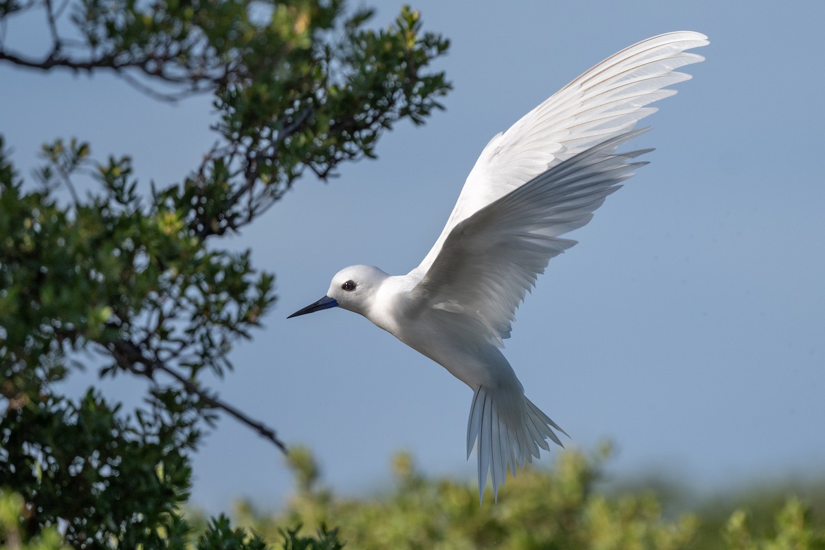 Blue-billed White-Tern - ML637277059