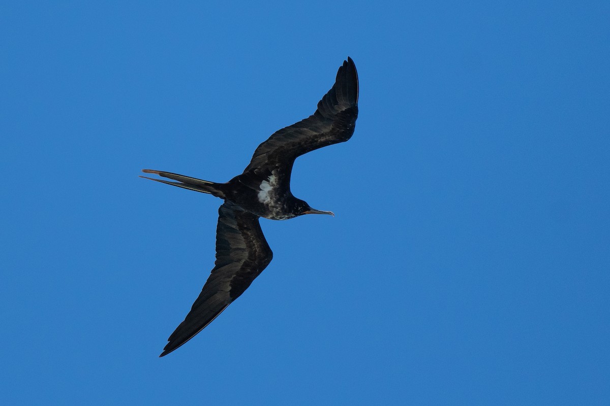 Lesser Frigatebird - ML637277087