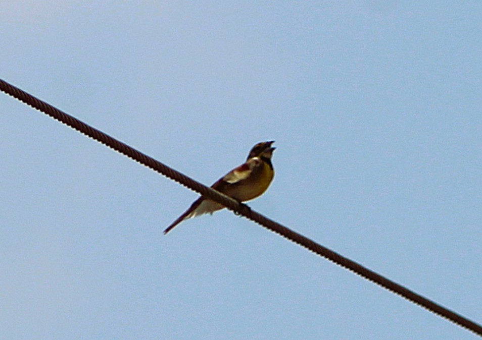 Dickcissel - ML637277092
