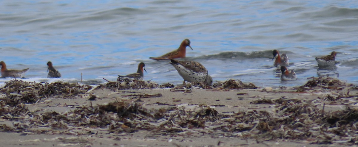 Surfbird - ML637277093