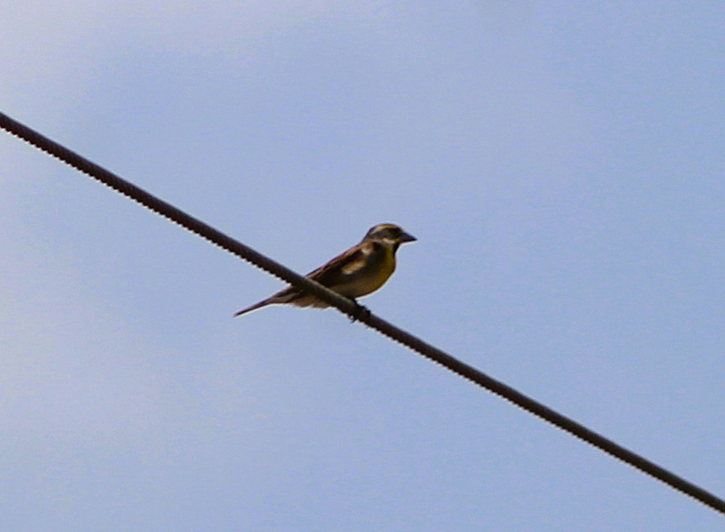 Dickcissel - ML637277094