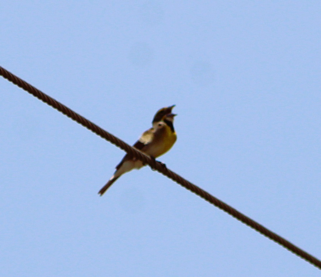 Dickcissel - ML637277095