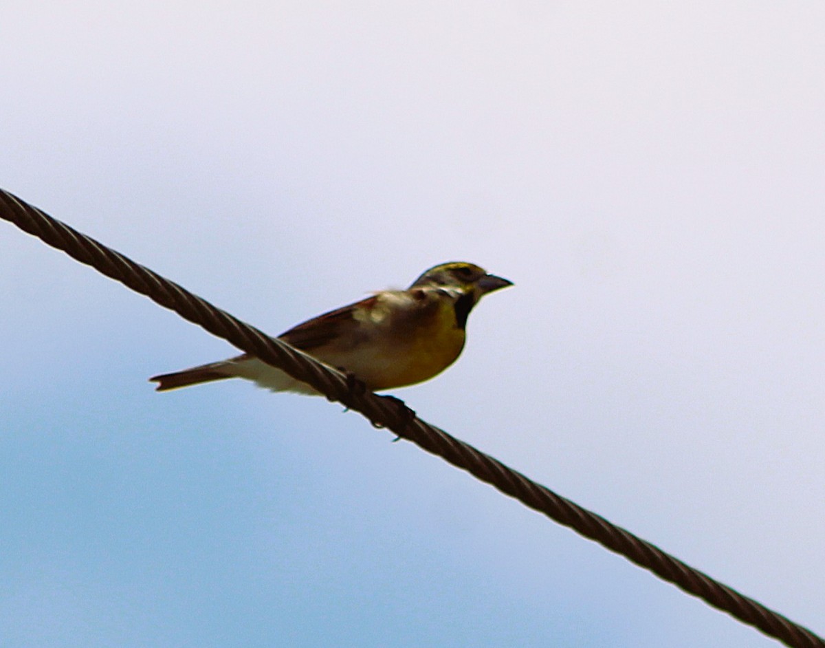 Dickcissel - ML637277096