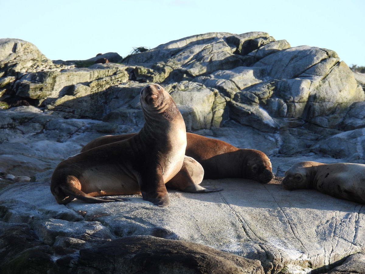 Animals - ML637277111