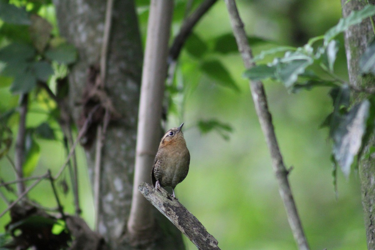 Rufous-browed Wren - ML637277137