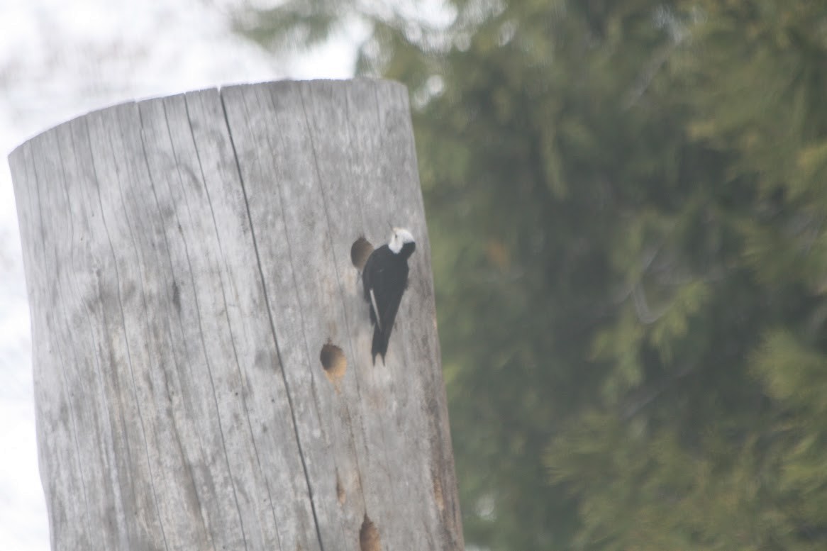 White-headed Woodpecker - ML637277164