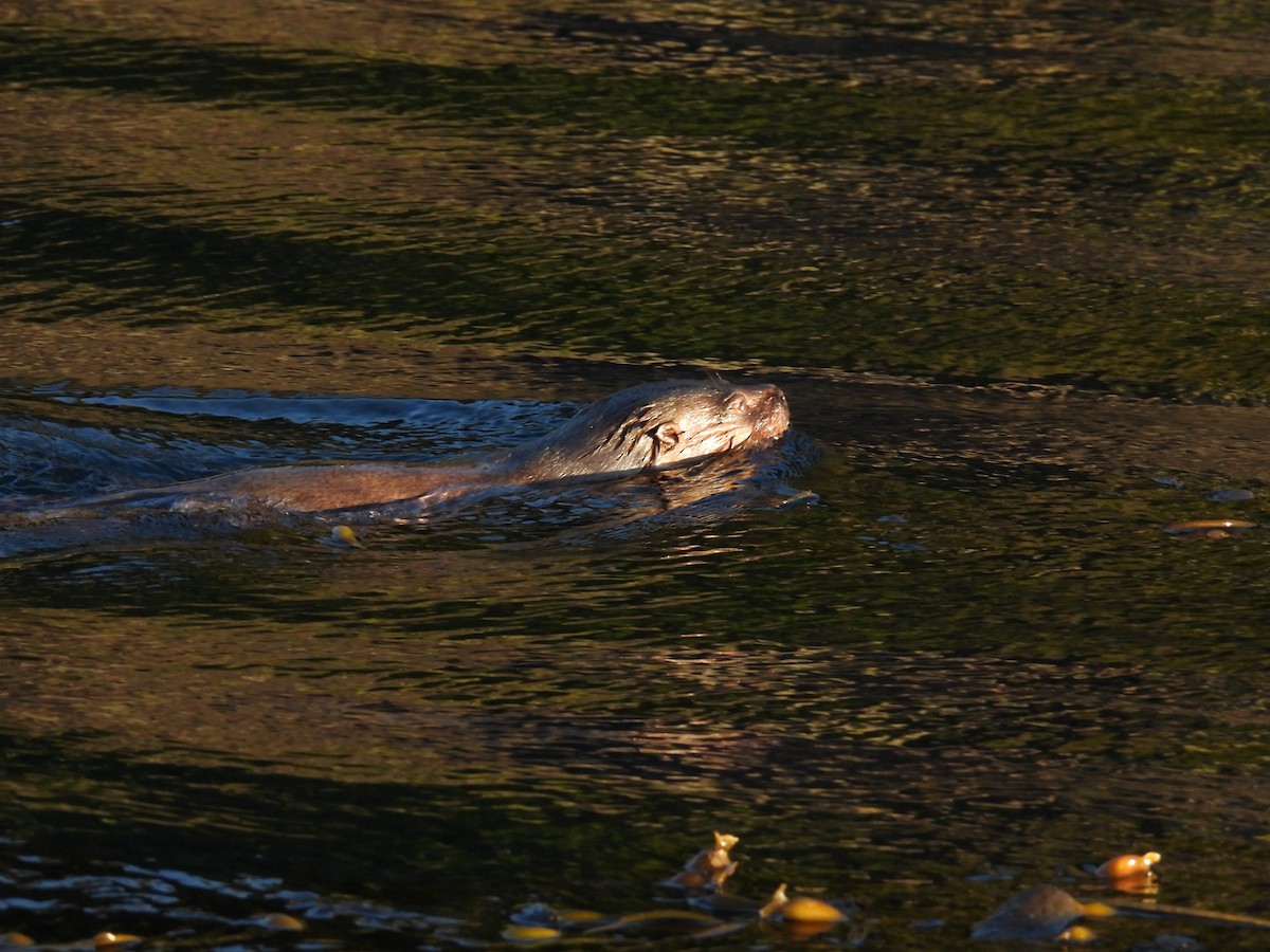 Animals - ML637277197