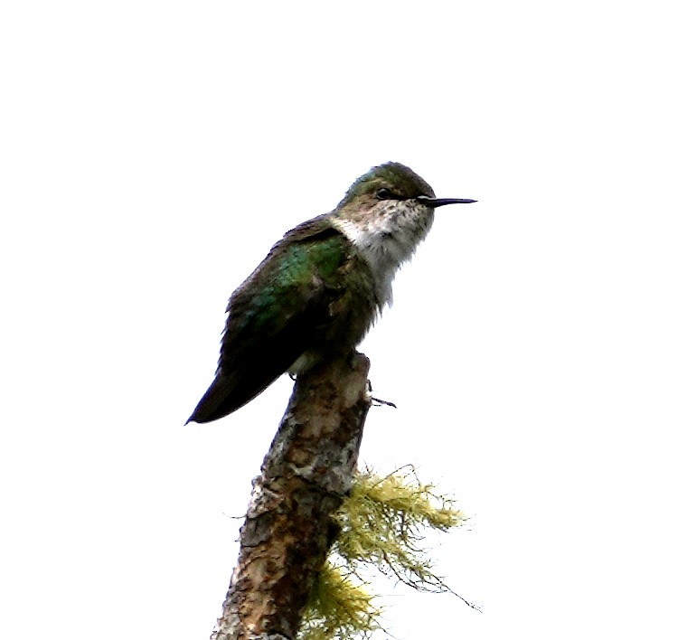 Colibrí Zumbadorcito - ML637277223