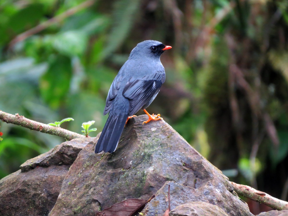 Black-faced Solitaire - ML637277224